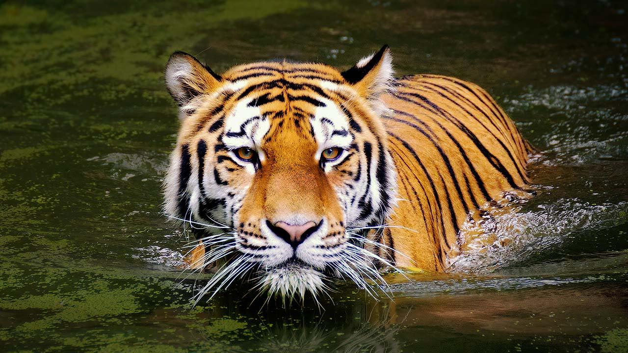 “The Year of the Black Water Tiger”