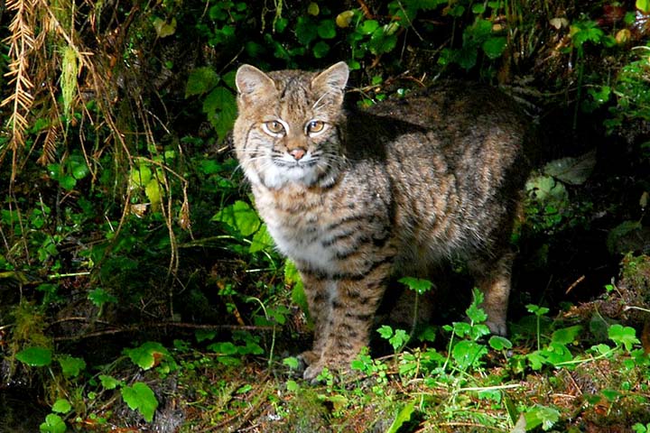 Year Of The Bobcat? CT Sightings On The Rise: Town-By-Town Updates